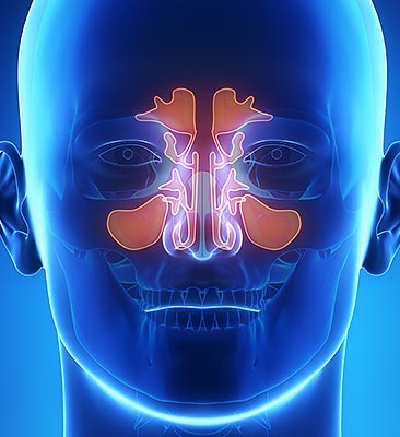 sinuses-sm